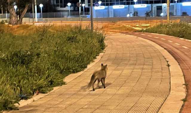 Bari, una volpe tra i palazzi di Poggiofranco: In cerca del cibo che in campagna scarseggia